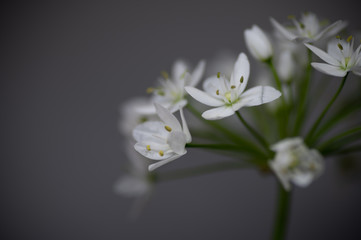 lily of the valley