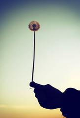 Fototapeta premium Dandelion in a Hand Vintage Photo
