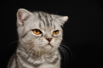 View disgruntled kitten on black background