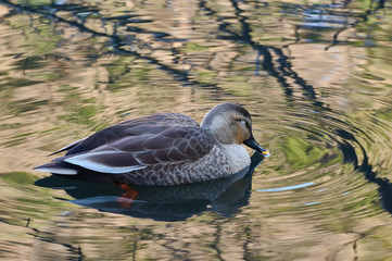  新宿御苑の鳥−46