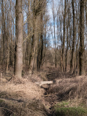 Channel in forest, tree across channel