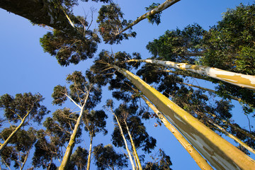 Vista nadir de árboles con cielo azulado de fondo - obrazy, fototapety, plakaty