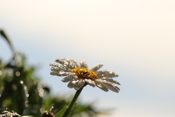 雨の日のマーガレット