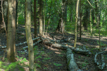 Obraz premium Tree trunks lying on the ground in a forest felled by a hurricane