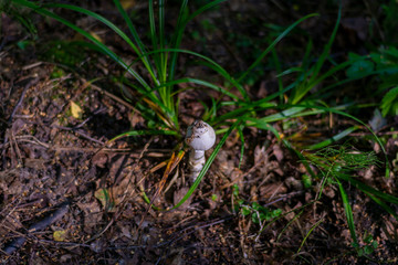 Poisonous white mushroom growing in the depths of the forest from last year's dry foliage