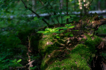 A sprout of a tree breaking through from a mossy old trunk in the depths of the forest