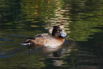 新宿御苑の鳥−8