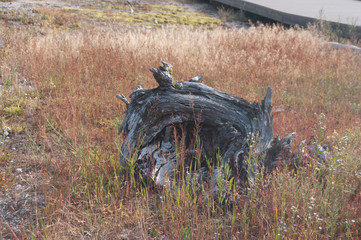 old stump in red grass
