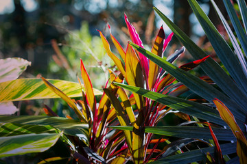 Fiery Foliage