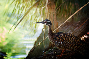 Sunbittern in the Tropics