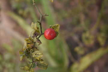 cherries on tree
