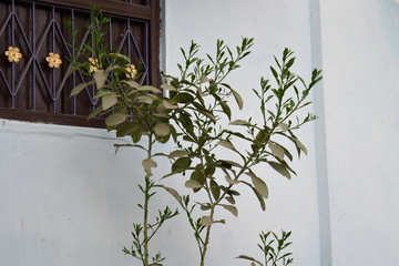 green plant in a pot