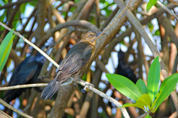 Bird