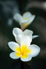 Fototapeta na wymiar Two frangipani flowers on a wooden background by the pool