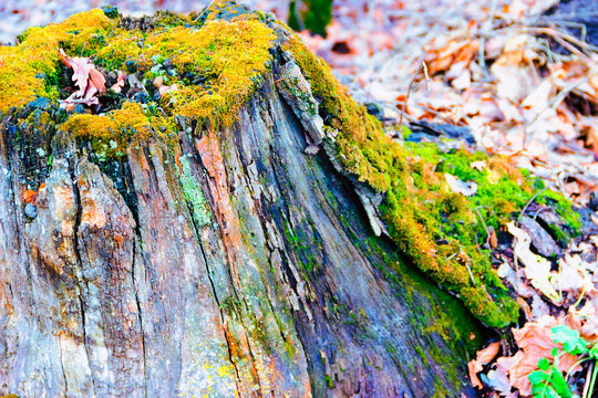 old stump on whitch green moss grows