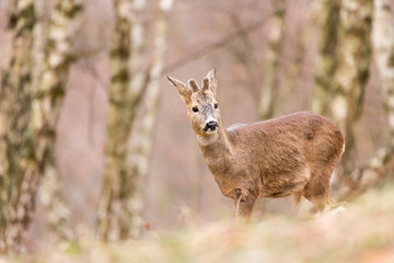 Roe deer (Capreolus, capreolus) stands on a mountain meadow. In the background is a pine forest. Wildlife scenery
