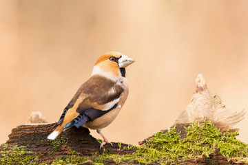 Wild bird hawfinch (Coccothraustes Coccothraustes)  sitting on mossy tree stump