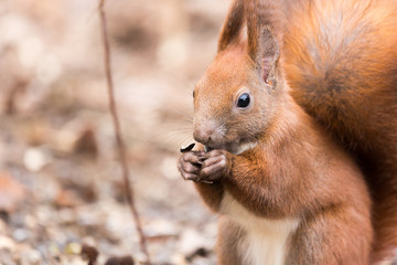 Naklejka na ściany i meble Red squirrel ( Sciurus vulgaris ) Cute arboreal, omnivorous rodent . Portrait of eurasian squirrel.