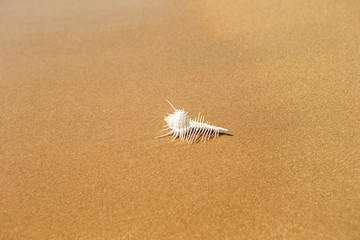 Unique shape of seashell on beach 