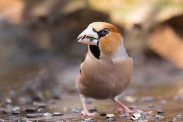 The Hawfinch, Coccothraustes coccothraustes is sitting on the  frozen lake. He feeds, he has sunflower seeds in his beak.