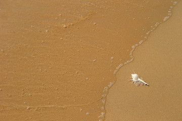 Unique shape of seashell on beach 