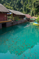 Big group of Red tail carp at Khao Sok National Park