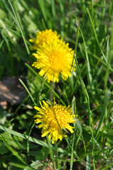 Dandelions in grass. Fluffy yellow petals of dandelion flowers among blades of green grass of lawn. Focus on foreground and blurred background. Taraxacum plant flowers closeup. Floral backdrop. Spring