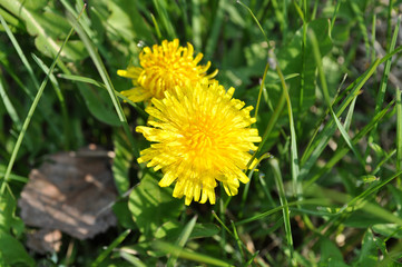 Dandelion in grass. Closeup of lush yellow petals of dandelion flowers among blades of green grass of lawn. Taraxacum plant flowers. Floral backdrop. Spring medicinal herbs.