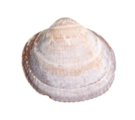 dried seashell of old clam cutout on white