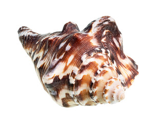 dried dark brown shell of muricidae mollusc cutout