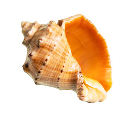 Fototapeta premium dried empty shell of rapana cutout on white