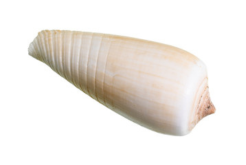dried shell of conus snail cutout on white
