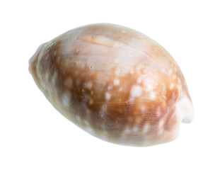 dried shell of cowry cutout on white