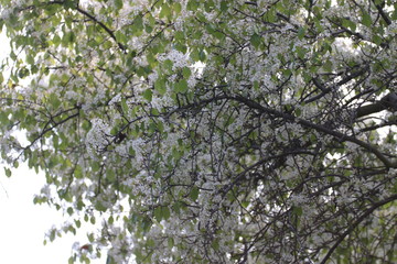 flowers on a tree_3400