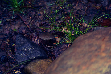 A Close Up Shot of the Wet Forest Floor
