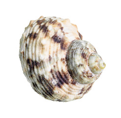 dried seashell of whelk mollusc cutout on white