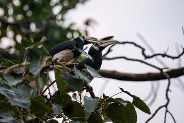 0riental pied hornbill (Anthracoceros albirostris) is an Indo-Malayan pied hornbill