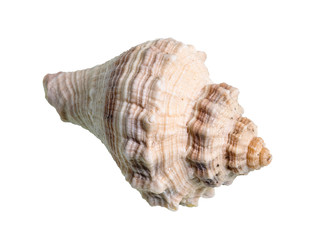 dried shell of whelk mollusk cutout on white