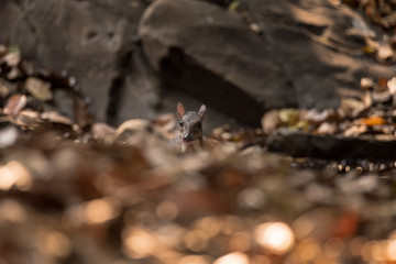 mouse deer or Chevrotain is smallest deer