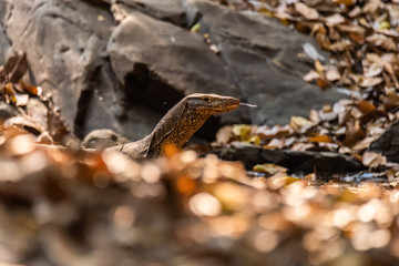 Varanus salvator also common water monitor, large varanid lizard native to South and Southeast Asia