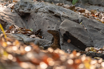 Varanus salvator also common water monitor, large varanid lizard native to South and Southeast Asia