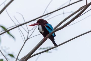 White-throated kingfisher (Halcyon smyrnensis) or Smyrna kingfisher