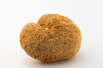 Mushroom on white background, studio shot 