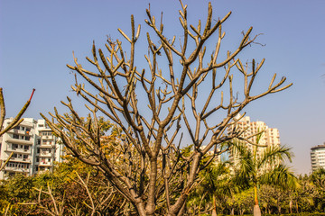 A picture of dry tree