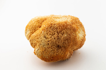Mushroom on white background, studio shot 