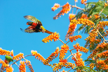 Rainbow lorikeet also known as Trichoglossus moluccanus.
