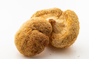 Mushroom on white background, studio shot 
