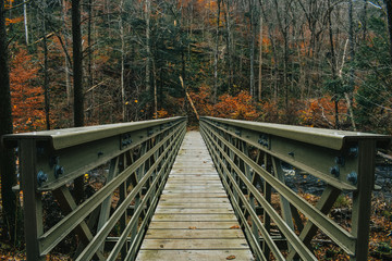 A Centered Shot of a Bridge in an Autumn Forest