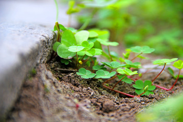 Plant