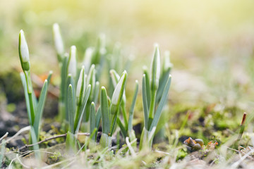 Spring snowdrops flower. Bright natural background with sunny reflection.